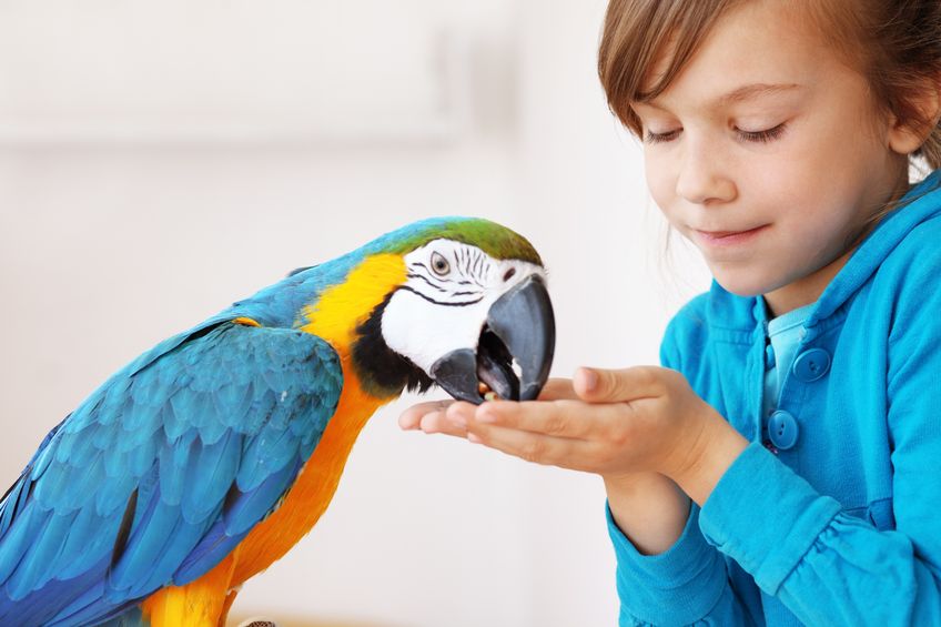 Niña con su mascota loro